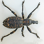 Bronchus species